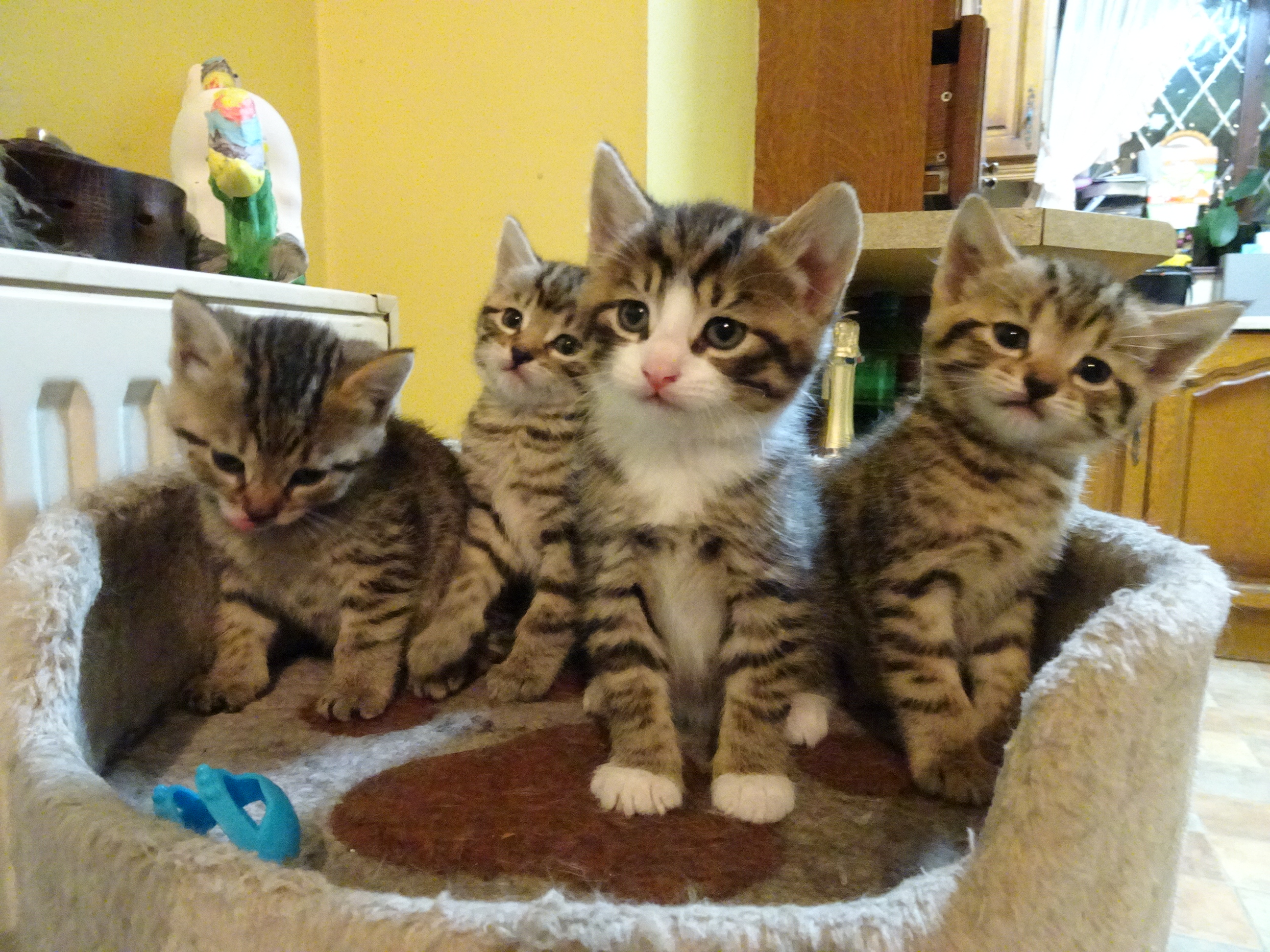 4 Beautiful Kittens **TABBY*UXEDO** TABY