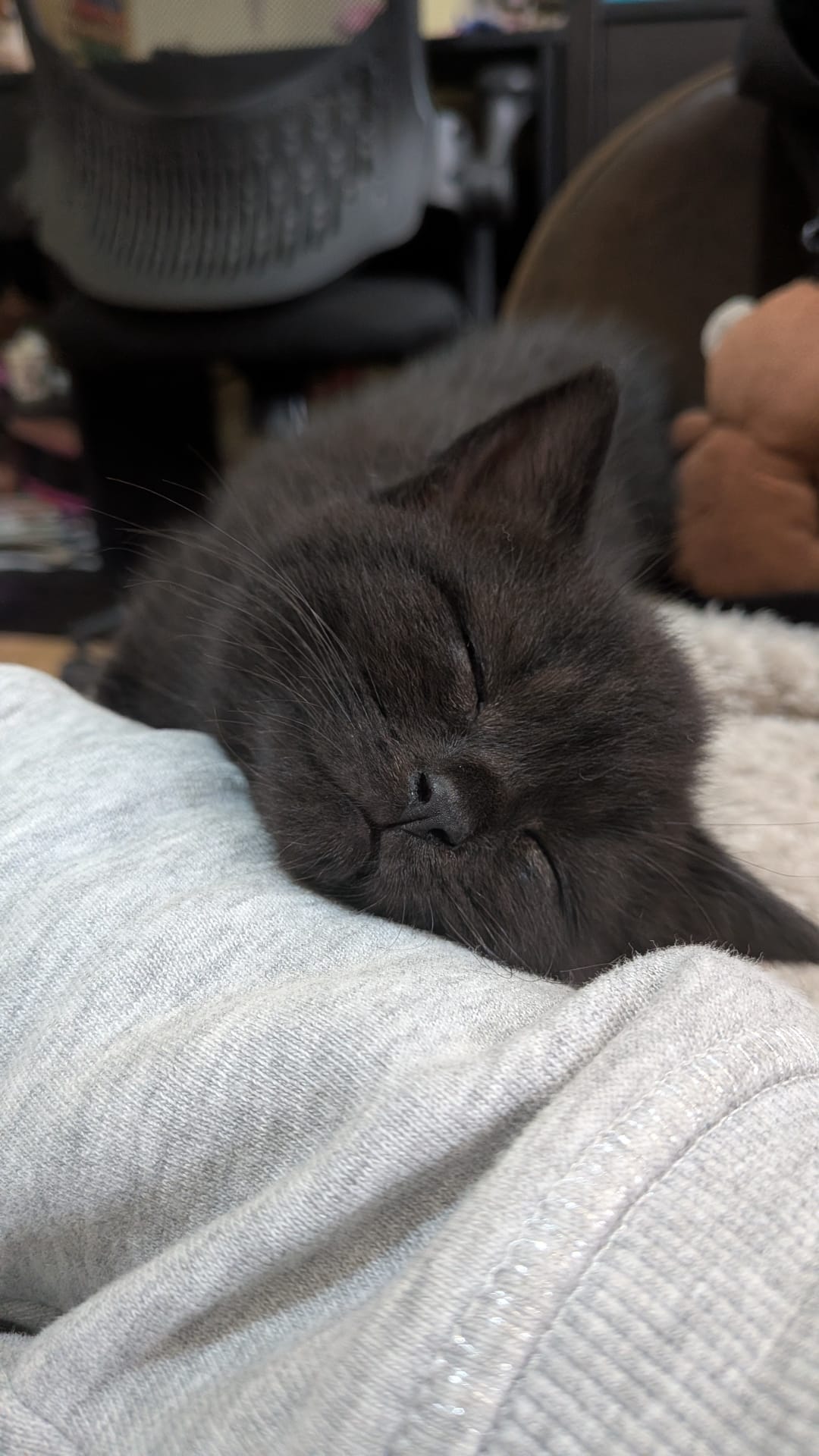 2 kitten