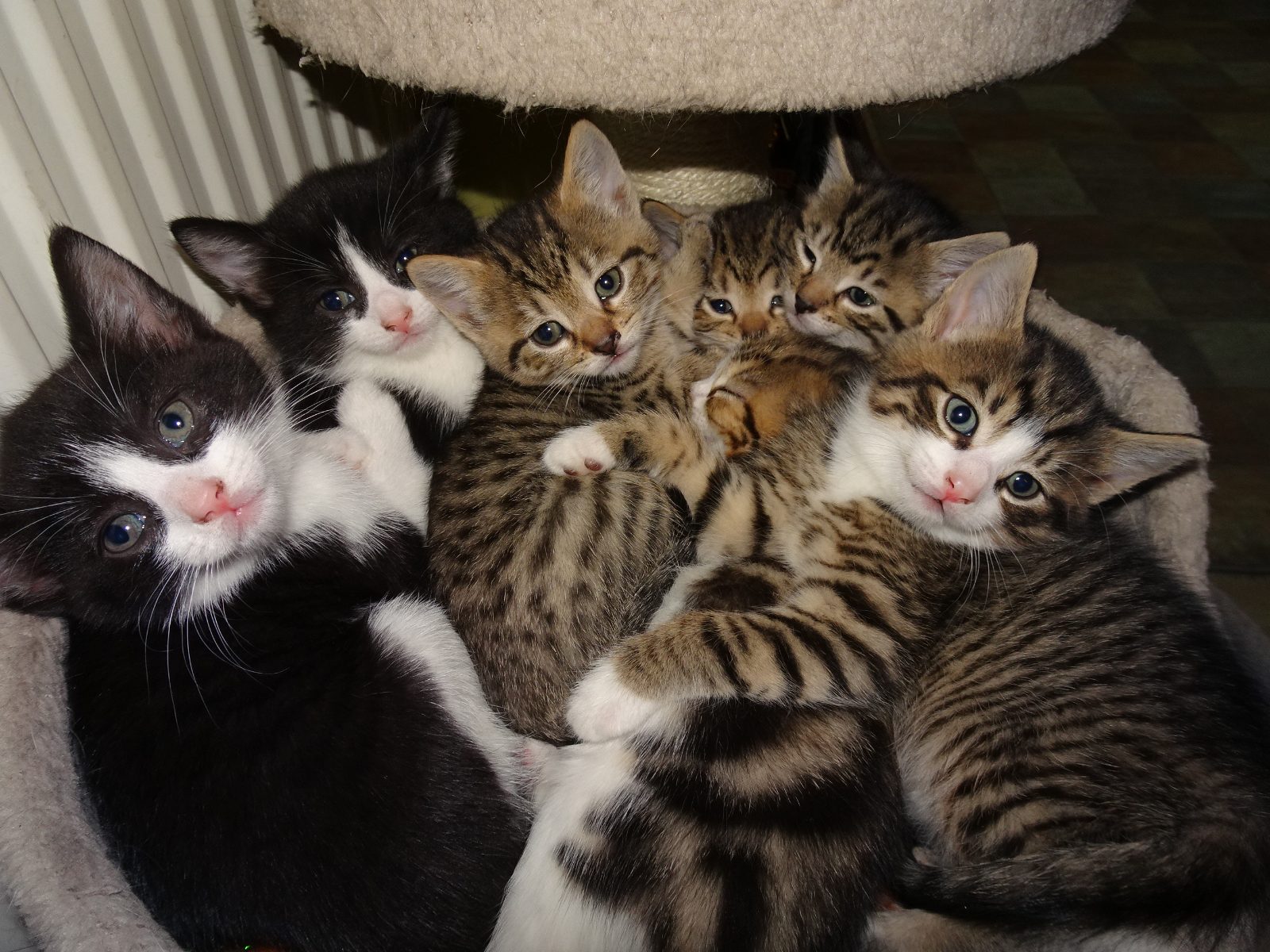 Adorable & Playful Kittens Raised with Kids