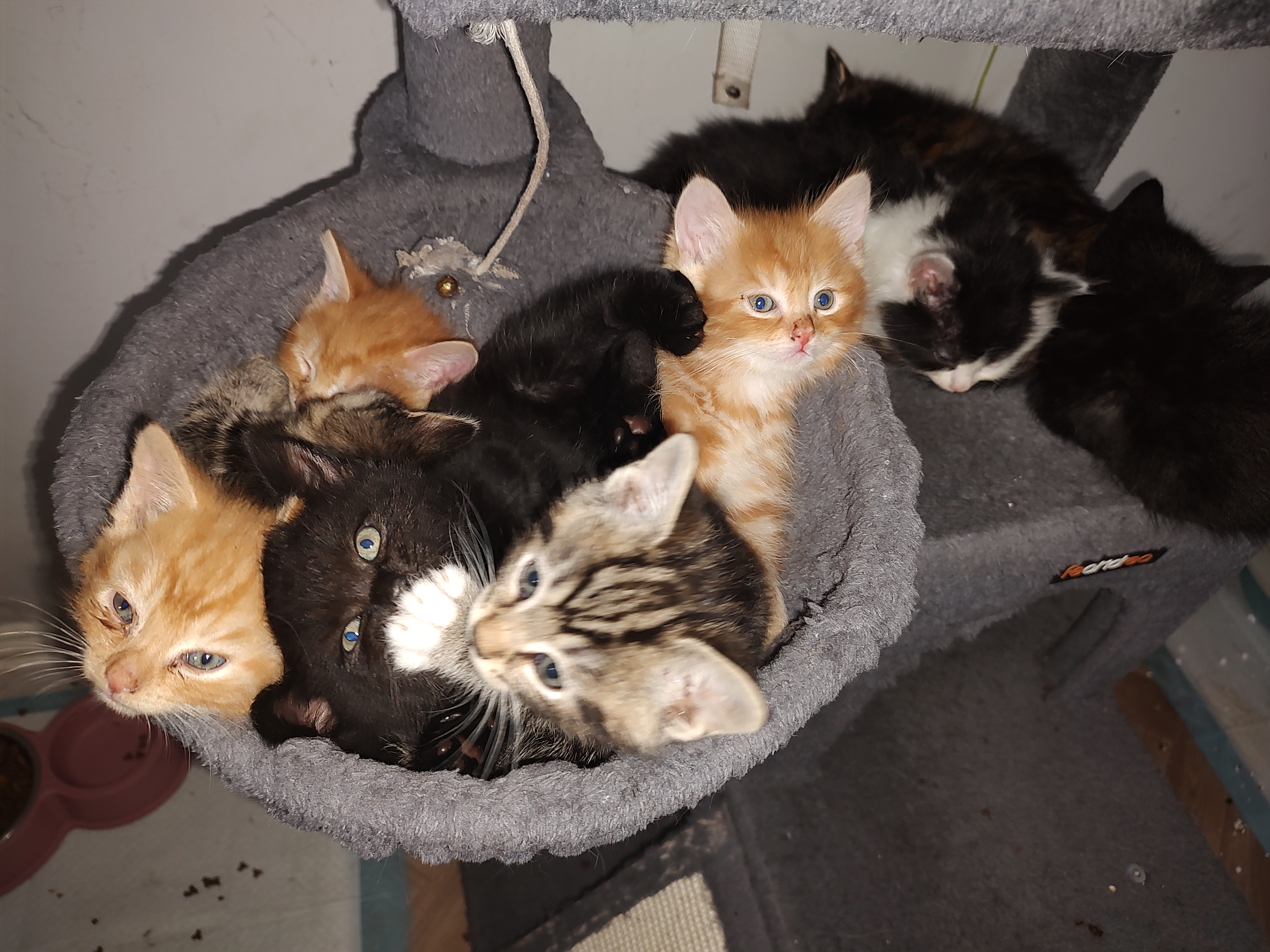 4 Beautiful Kittens **TABBY***